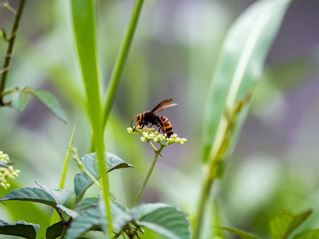 Bridport's best blooms: Creating a pollinator-friendly garden