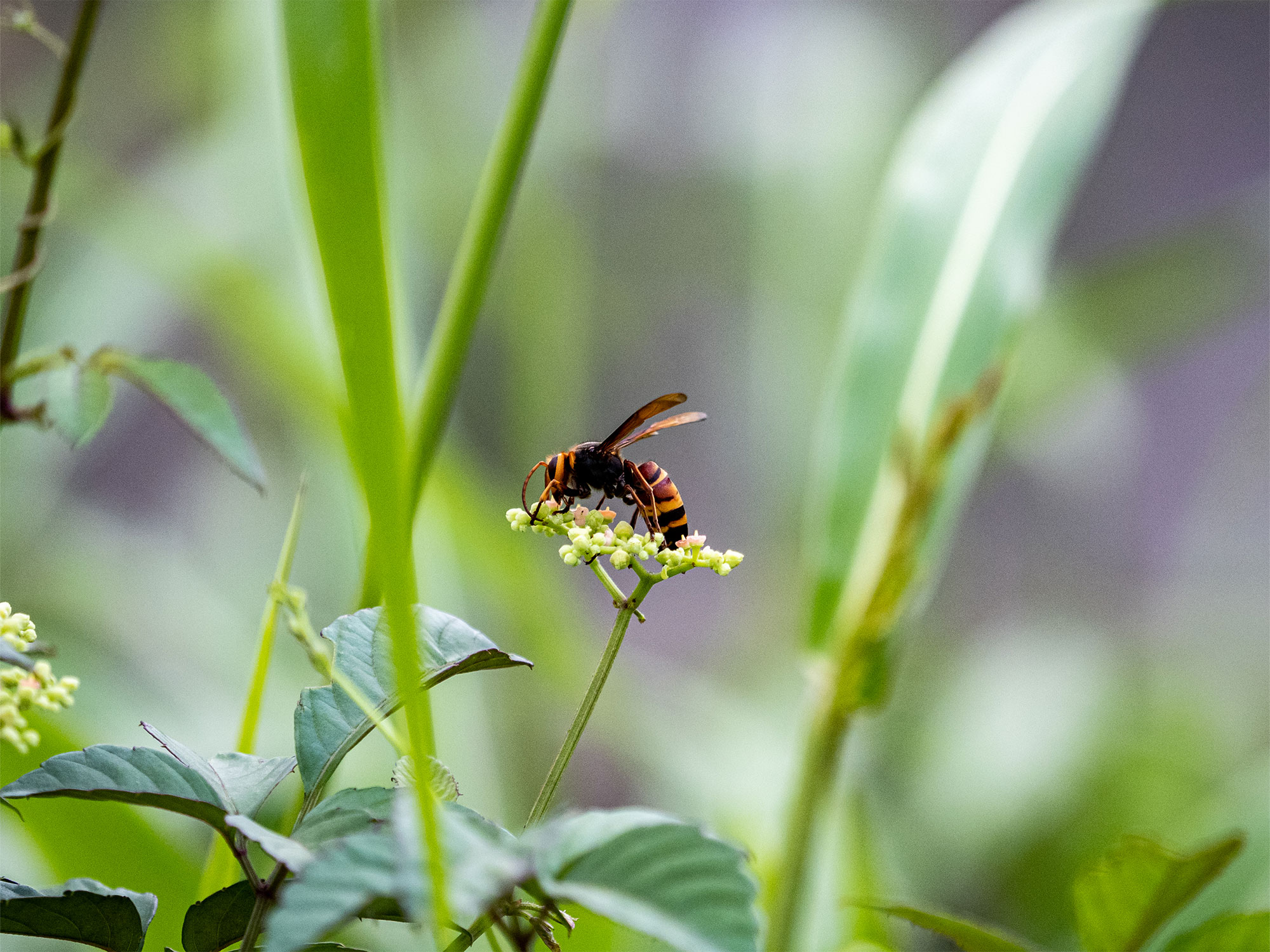 Bridport's best blooms: Creating a pollinator-friendly garden