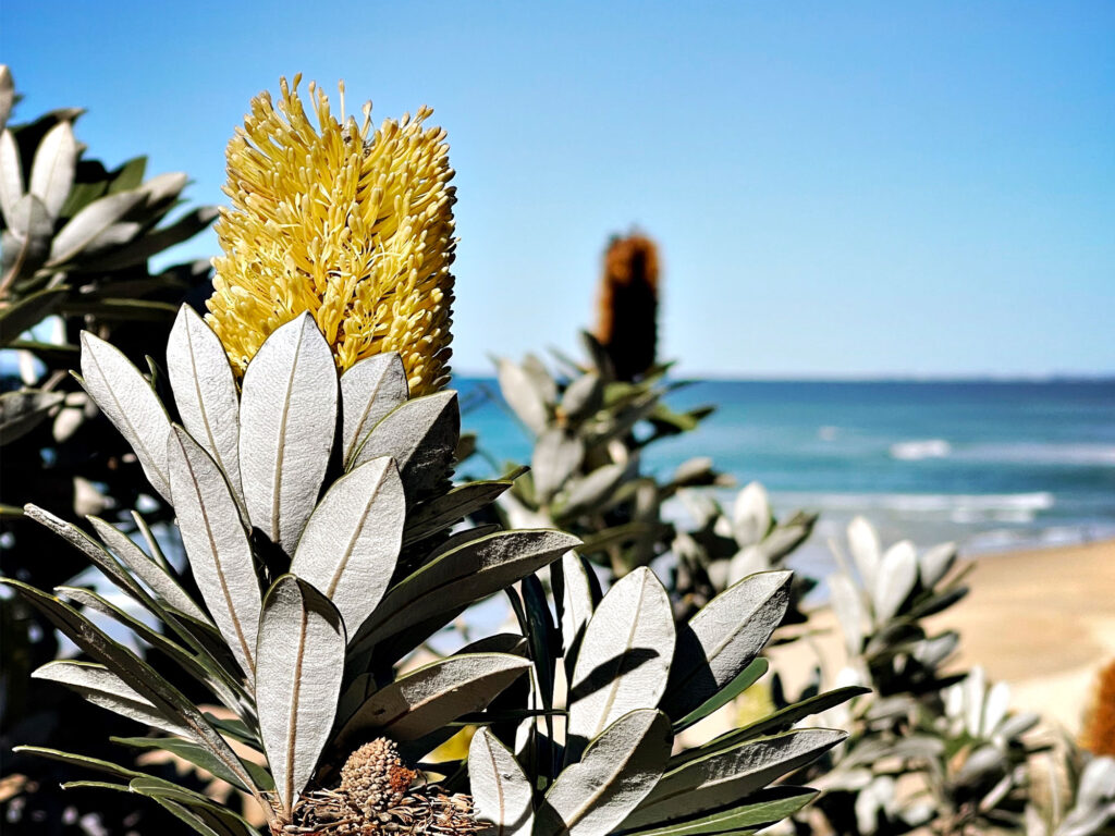Crafting a coastal garden paradise in Taroona