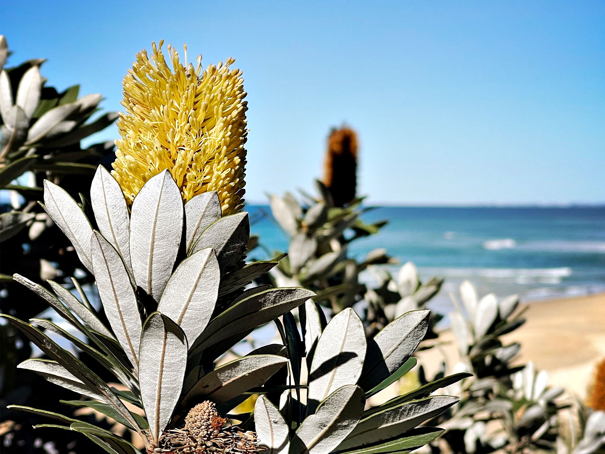 Crafting a coastal garden paradise in Taroona
