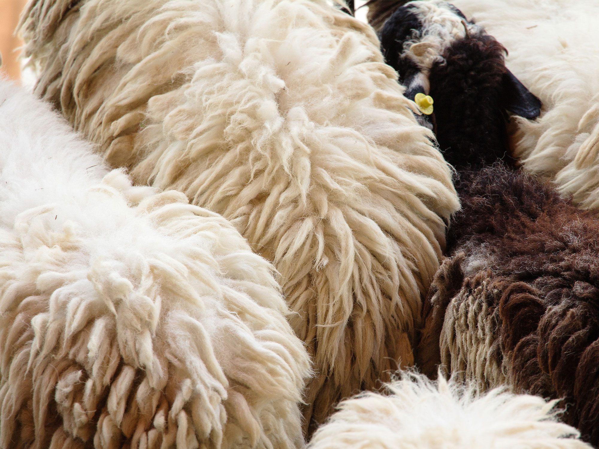 How Longford Wool Shapes Ethical Fashion