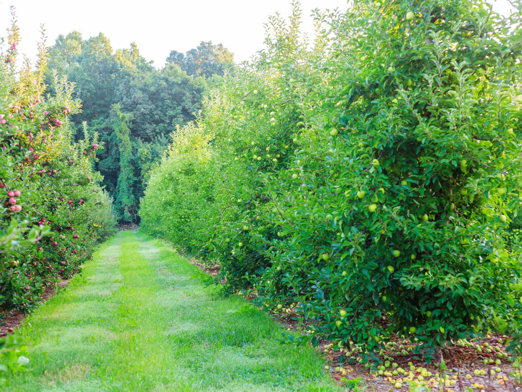 Huonville's cider trail: Exploring local orchard breweries
