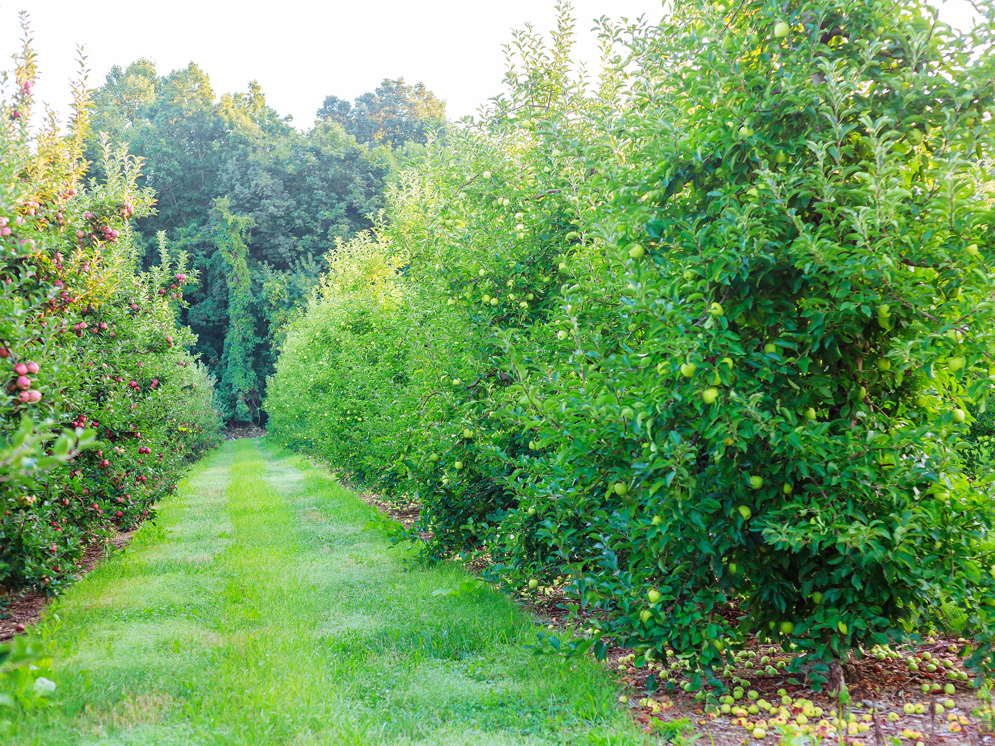 Huonville's cider trail: Exploring local orchard breweries