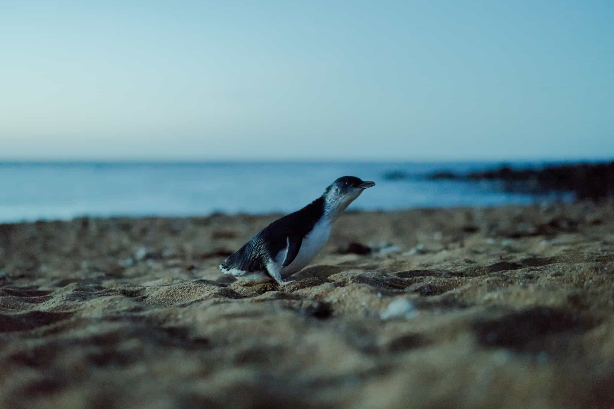 The volunteers protecting Burnie's penguin colony
