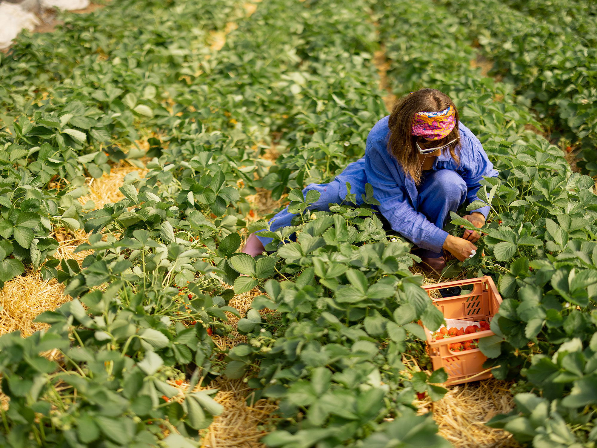 Longford's local produce pioneers bringing fresh to your table